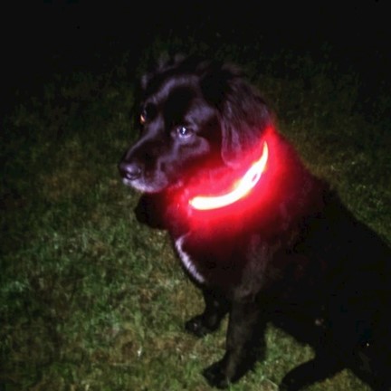 Visto PetSaber Dog Collar - red